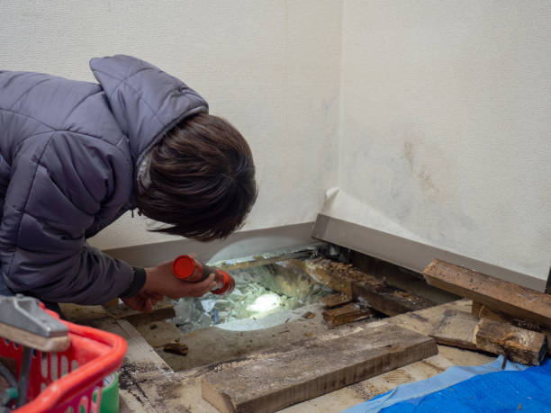 Biohazard Mold Removal in West Branch, IA