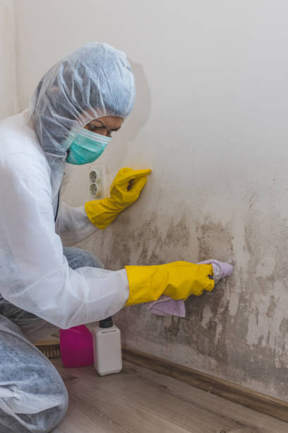 Best Emergency Mold Remediation  in West Branch, IA