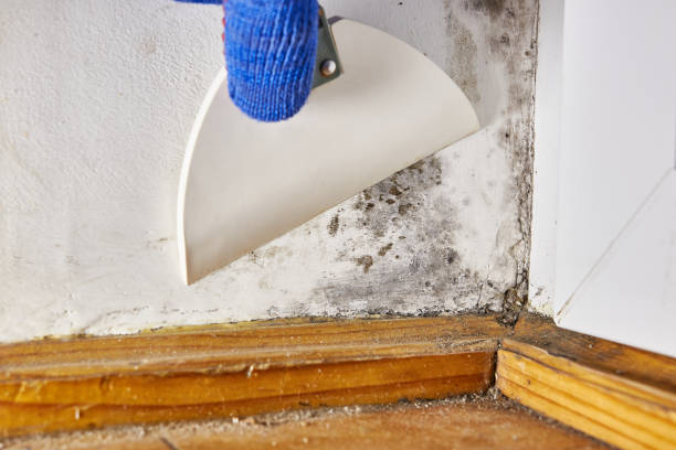 Best Mold Prevention Services  in West Branch, IA